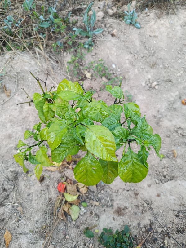 Identificação da planta Pimenta-de-cheiro por foto