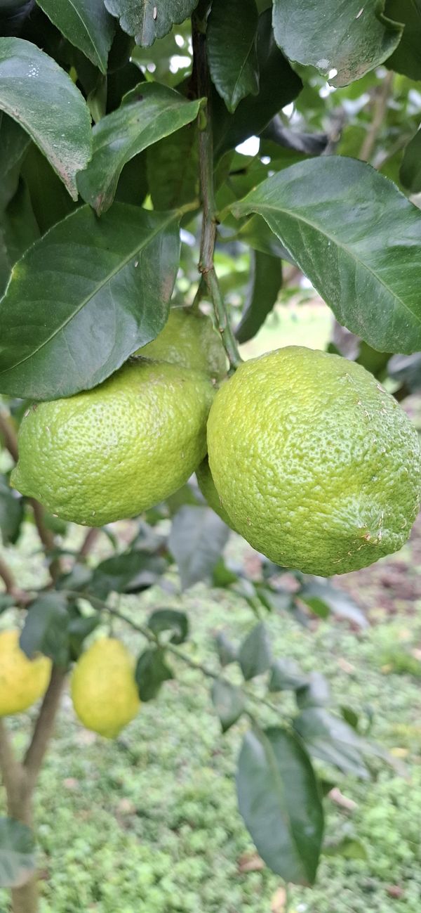 Identificação da planta Limão por foto
