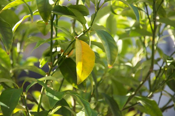 Identificação da planta Laranja Kinkan por foto