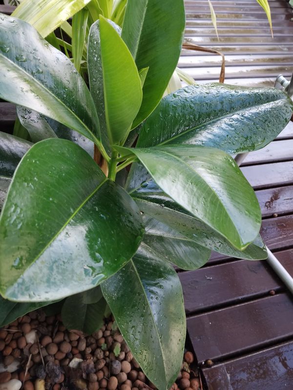 Identificação da planta Capororoca por foto