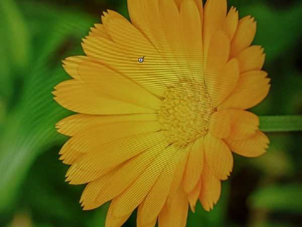 Identificação da planta Calêndula por foto