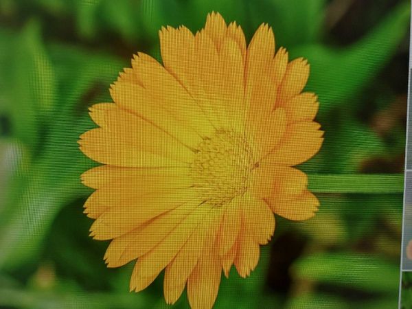 Identificação da planta Calêndula por foto