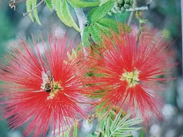Identificação da planta Caliandra por foto