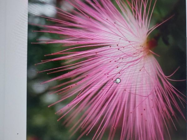 Identificação da planta Esponjinha por foto