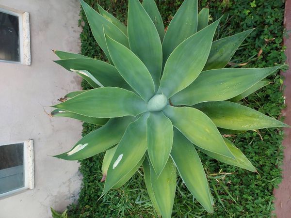 Identificação da planta Agave-dragão por foto