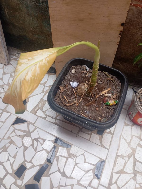 Identificação da planta Comigo-ninguém-pode por foto
