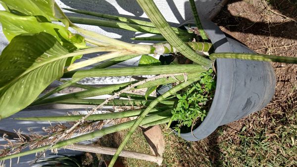 Identificação da planta Lança de São Jorge por foto