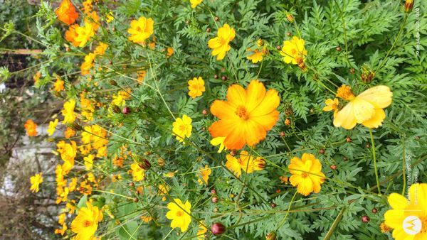 Identificação da planta Cosmos por foto