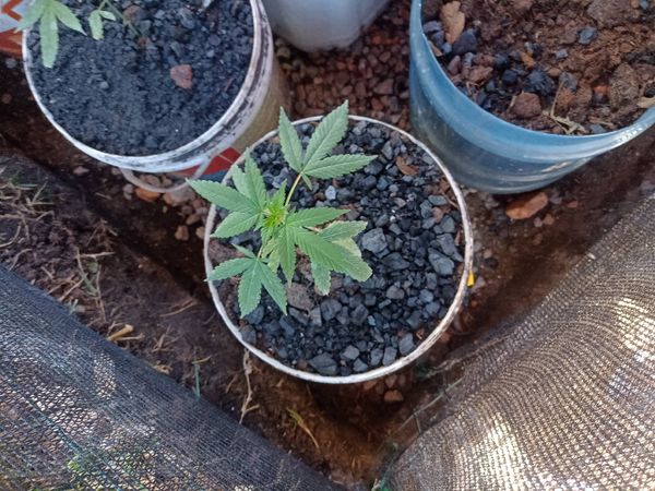 Identificação da planta Maconha por foto