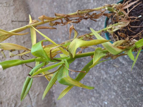 Identificação da planta Gloriosa por foto