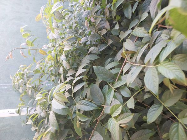 Identificação da planta Jasmim-da-Índia por foto