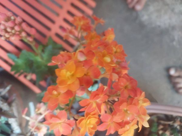 Identificação da planta Flor da fortuna por foto