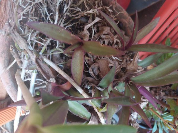 Identificação da planta Abacaxi-roxo por foto