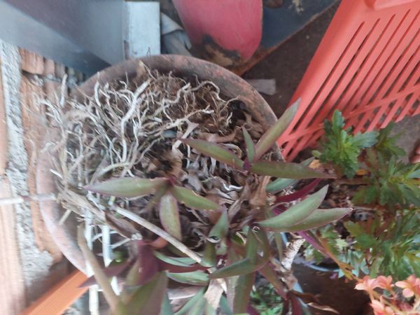 Identificação da planta Abacaxi roxo por foto