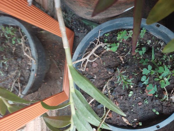 Identificação da planta Mini orquídea por foto
