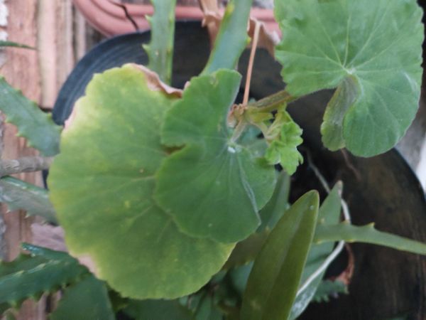 Identificação da planta Malva cheirosa por foto