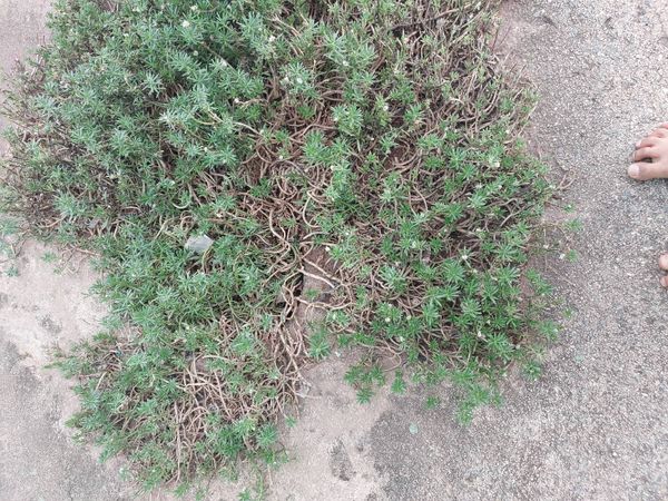 Identificação da planta Iberis por foto