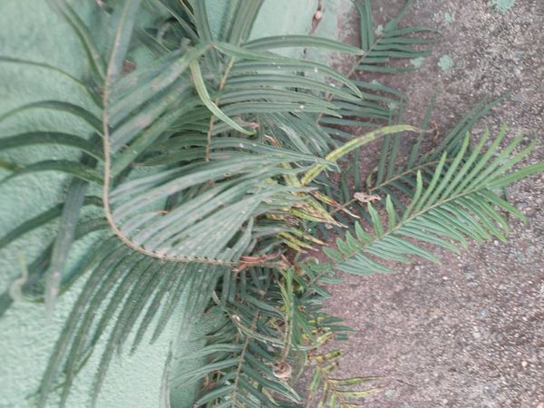 Identificação da planta Samambaia por foto