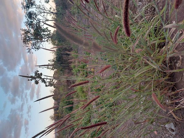Identificação da planta Capim rabo-de-raposa por foto