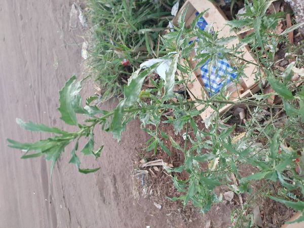 Identificação da planta Mastruz por foto
