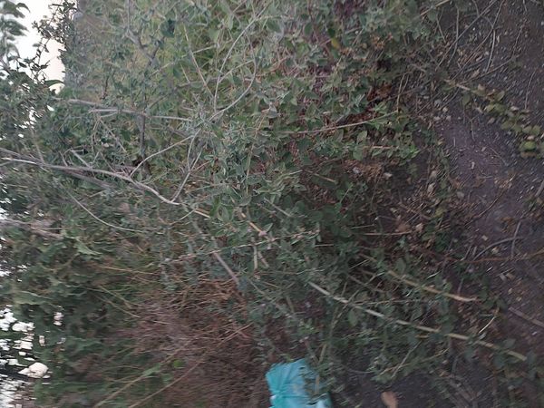 Identificação da planta Desconhecido por foto