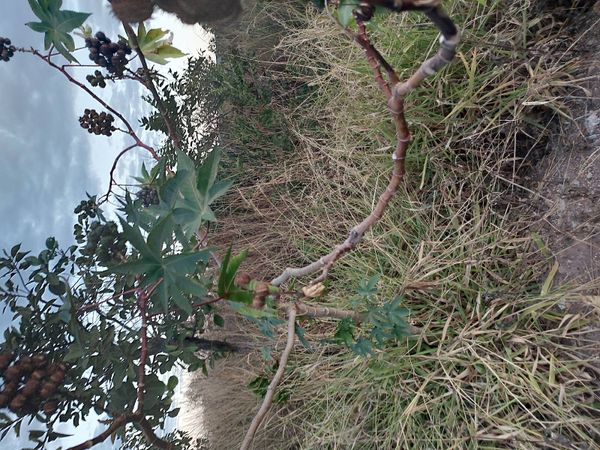 Identificação da planta Mamona por foto