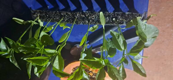 Identificação da planta Malagueta por foto