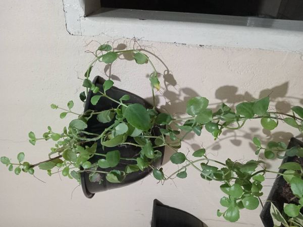 Identificação da planta Peperomia Hope por foto
