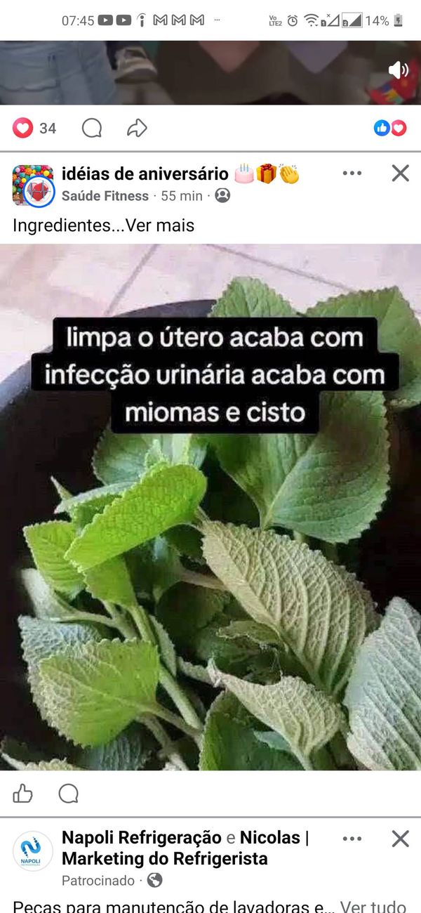 Identificação da planta Hortelã pimenta por foto