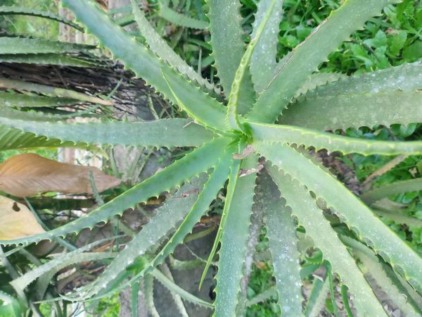 Identificação da planta Babosa por foto