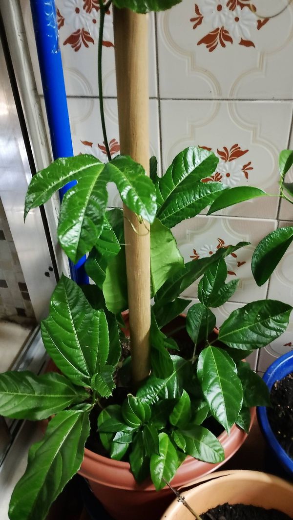 Identificação da planta Maracujá por foto