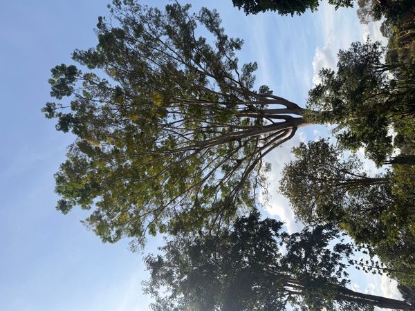Identificação da planta Guapuruvu por foto