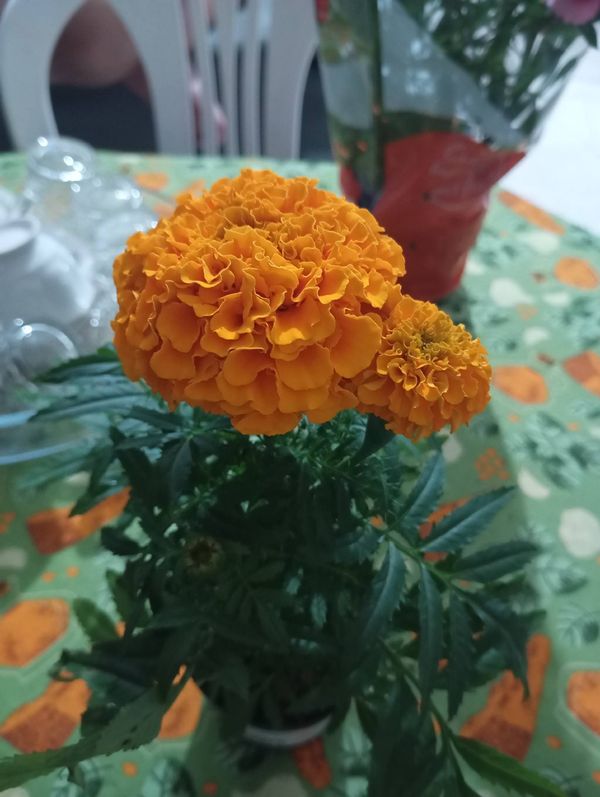 Identificação da planta Cravo-de-defunto por foto