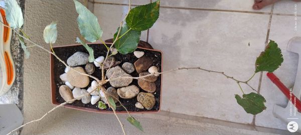 Identificação da planta Amora-preta por foto