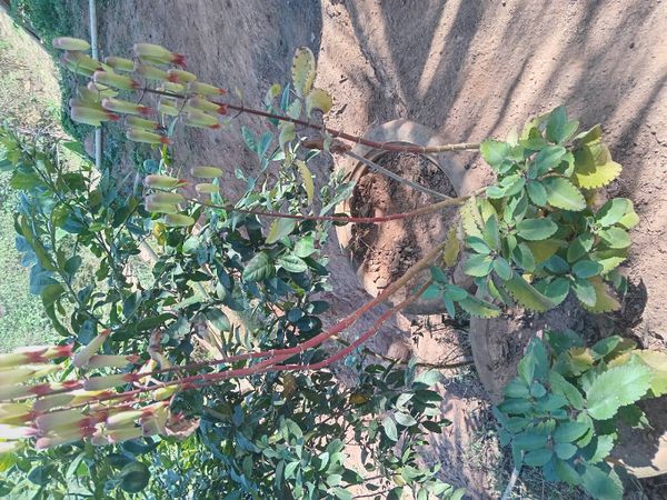 Identificação da planta Aranto por foto