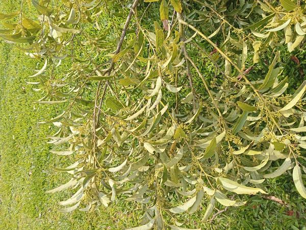 Identificação da planta Canela-guaicá por foto