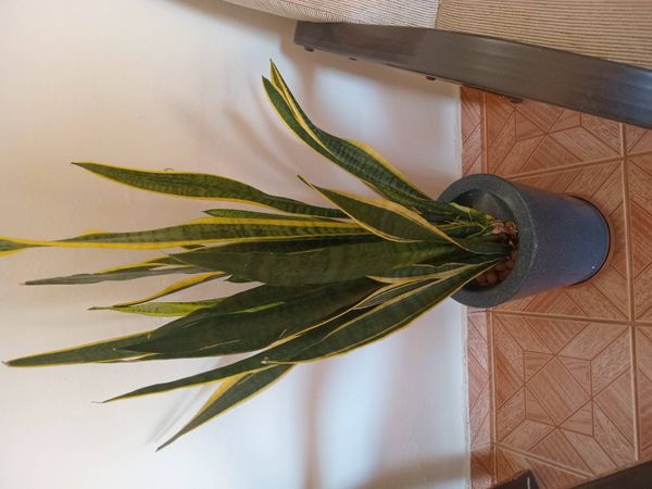 Identificação da planta Espada de são jorge por foto