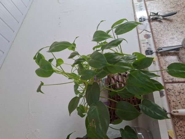 Identificação da planta Jiboia por foto