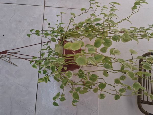 Identificação da planta Oriri por foto