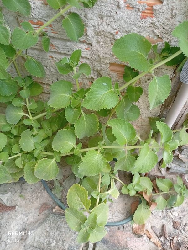 Identificação da planta Hortelã pimenta por foto