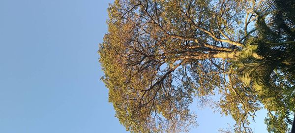 Identificação da planta canforeira por foto
