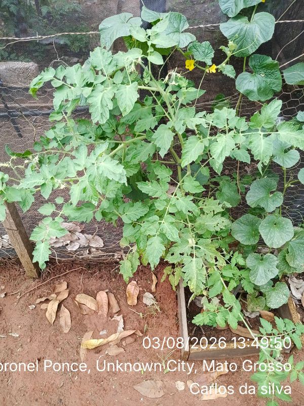 Identificação da planta Pé de tomate por foto