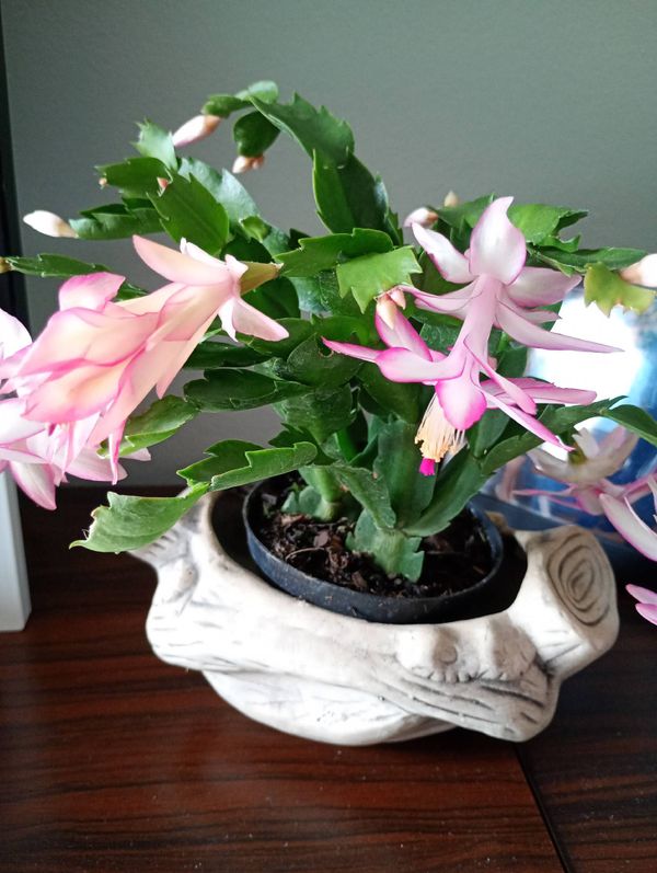 Identificação da planta Flor-de-maio por foto