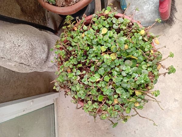 Identificação da planta Brilhantina por foto