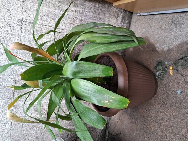Identificação da planta Lírio-do-brejo por foto