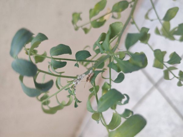Identificação da planta Arruda por foto