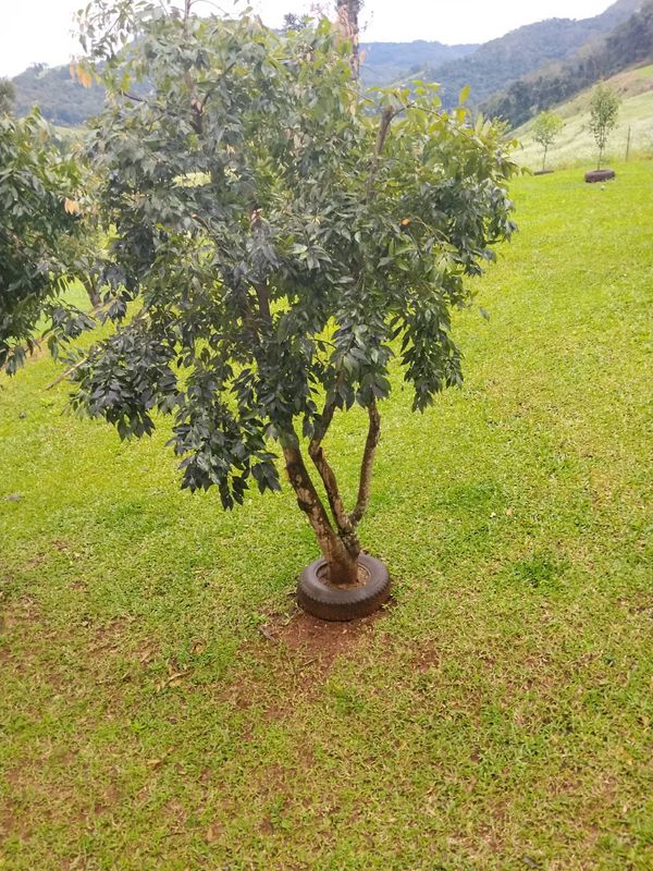 Identificação da planta Mogno por foto