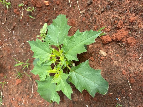 Identificação da planta Castanheiro-do-diabo por foto