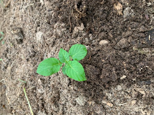 Identificação da planta Batata-inglesa por foto
