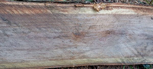 Identificação da planta Quercus petraea por foto